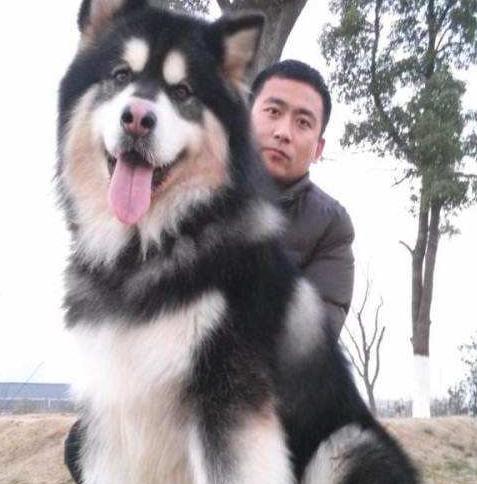 男孩子适合养的狗是什么狗,什么狗霸气好养听话