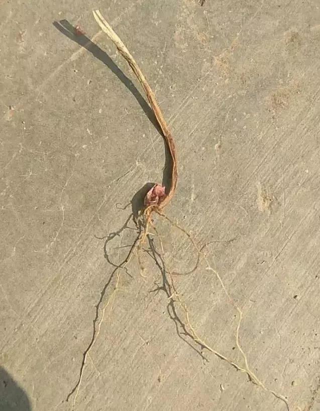 小麦缺肥发黄怎么办,小麦根发黄是什么病