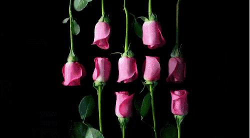 玫瑰疱疹是什么,长玫瑰痤疮怎么治疗