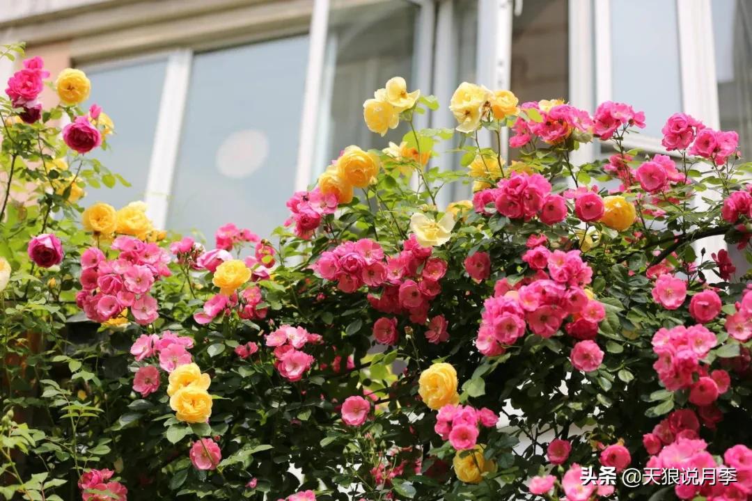 圆滚滚的绣球，瀑布般的花墙，这届花友也太会种花了吧