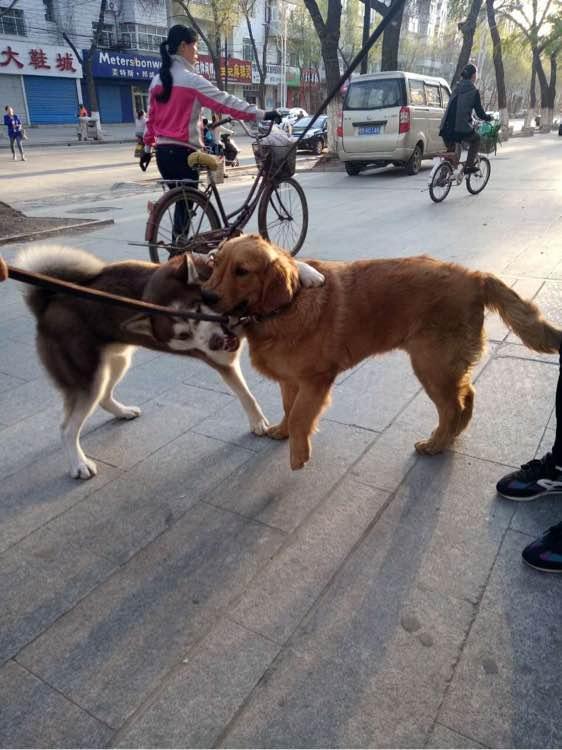 金毛犬咬人的原因及解决办法,人家说狗急了还会跳墙