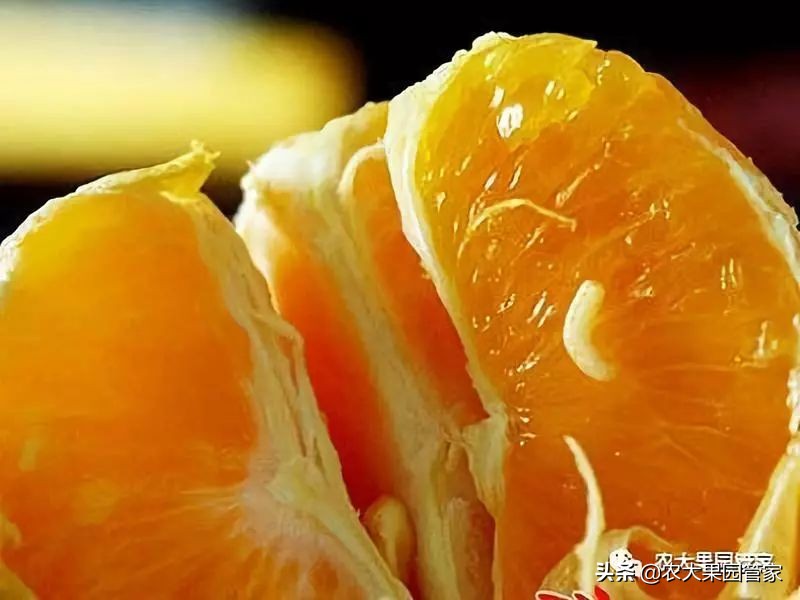 果实蝇危害山楂树吗,防治果实蝇最好方法