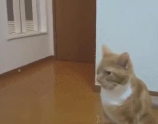 猫咪舔了体外驱虫药痛苦表情,猫咪舔自己屁股被臭到表情包