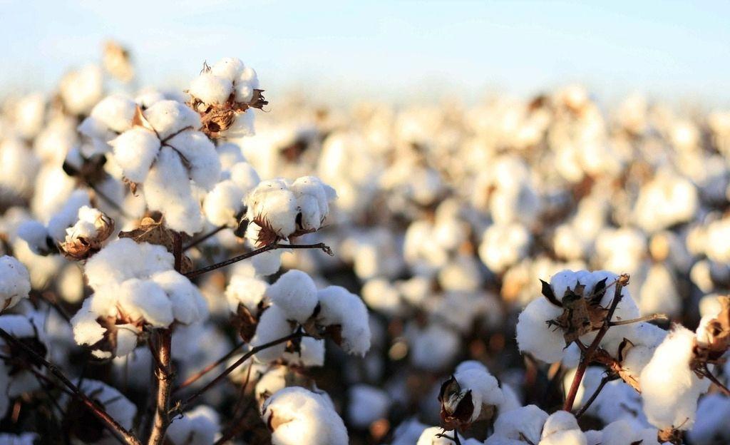 真棉花与假的棉花的区别,真棉和假棉花区别