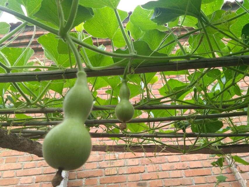 一藤结福禄，岁岁如意