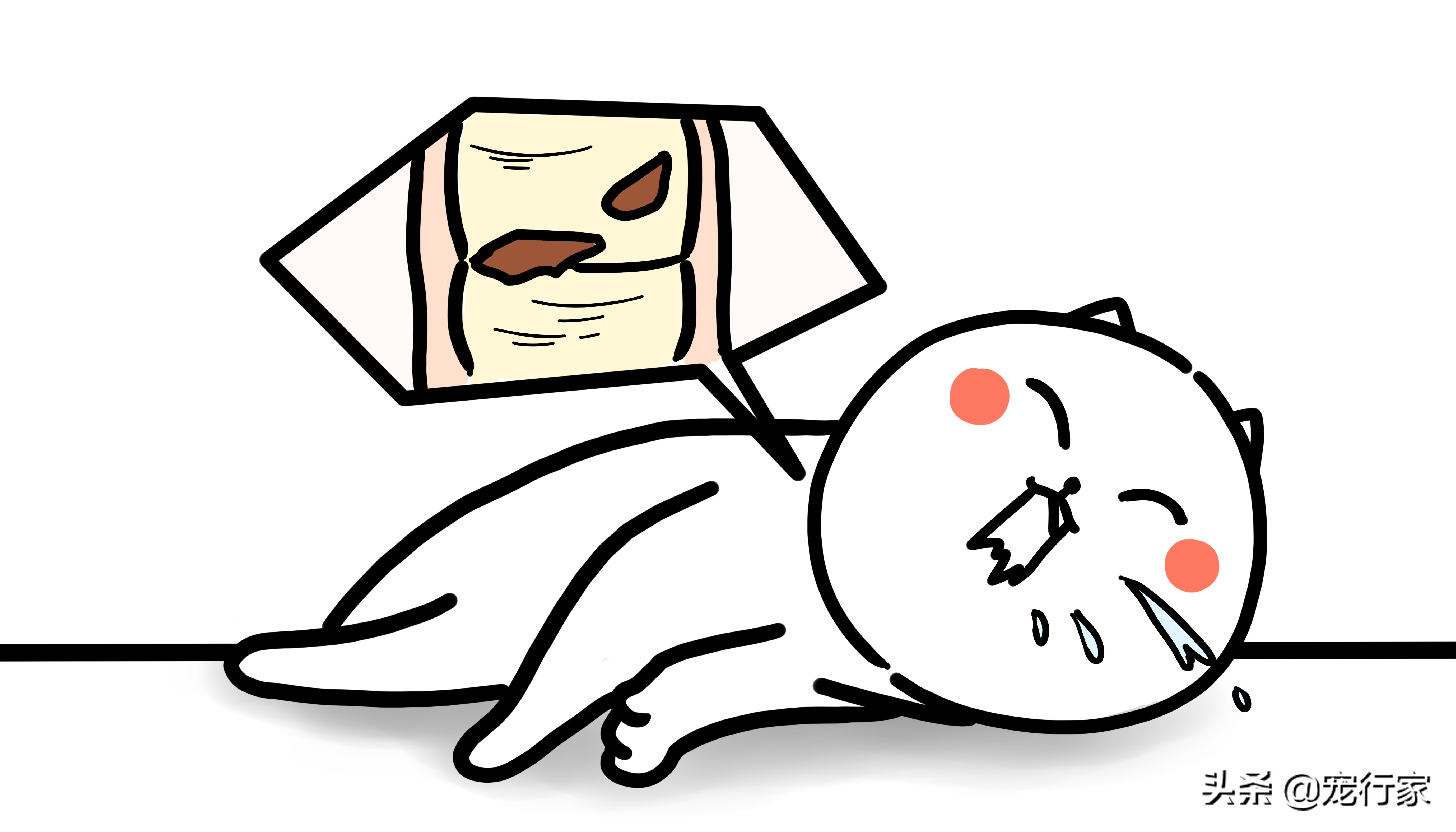 猫咪吃蟑螂不吃东西是什么原因,家猫吃了蚂蚁有毒吗