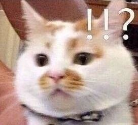 老一辈的猫长肿瘤了怎么办,猫咪身体里长了个肿瘤