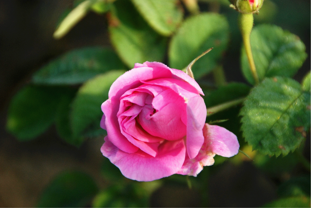 最好看的玫瑰产于哪国,哪国玫瑰最出名