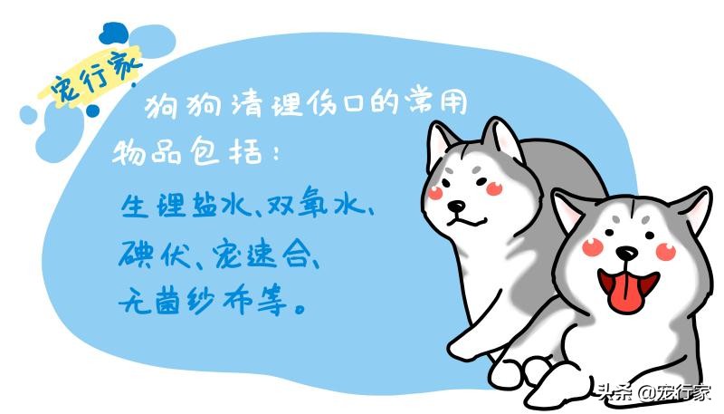 狗狗拔牙血流不止怎么办怎么止血,狗狗受伤如何包扎