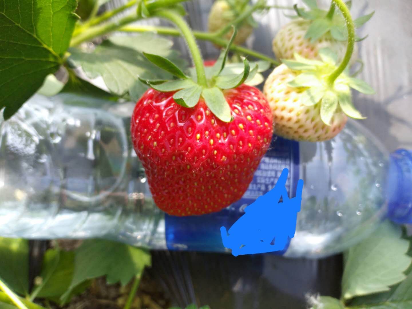 阳台种植草莓多结果的技术,阳台草莓矮小但长花苞怎么处理