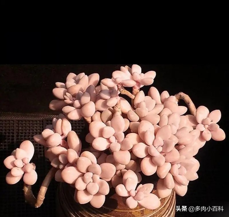 多肉艾伦叶片有斑怎么办,多肉艾伦为什么老干叶子