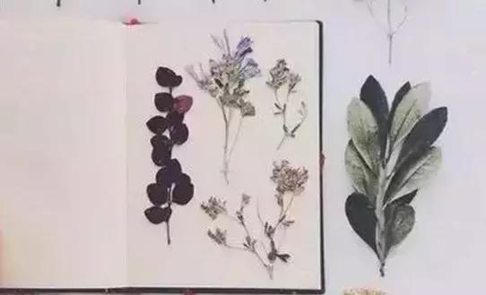 情人节收到的花别扔,情人节花别丢