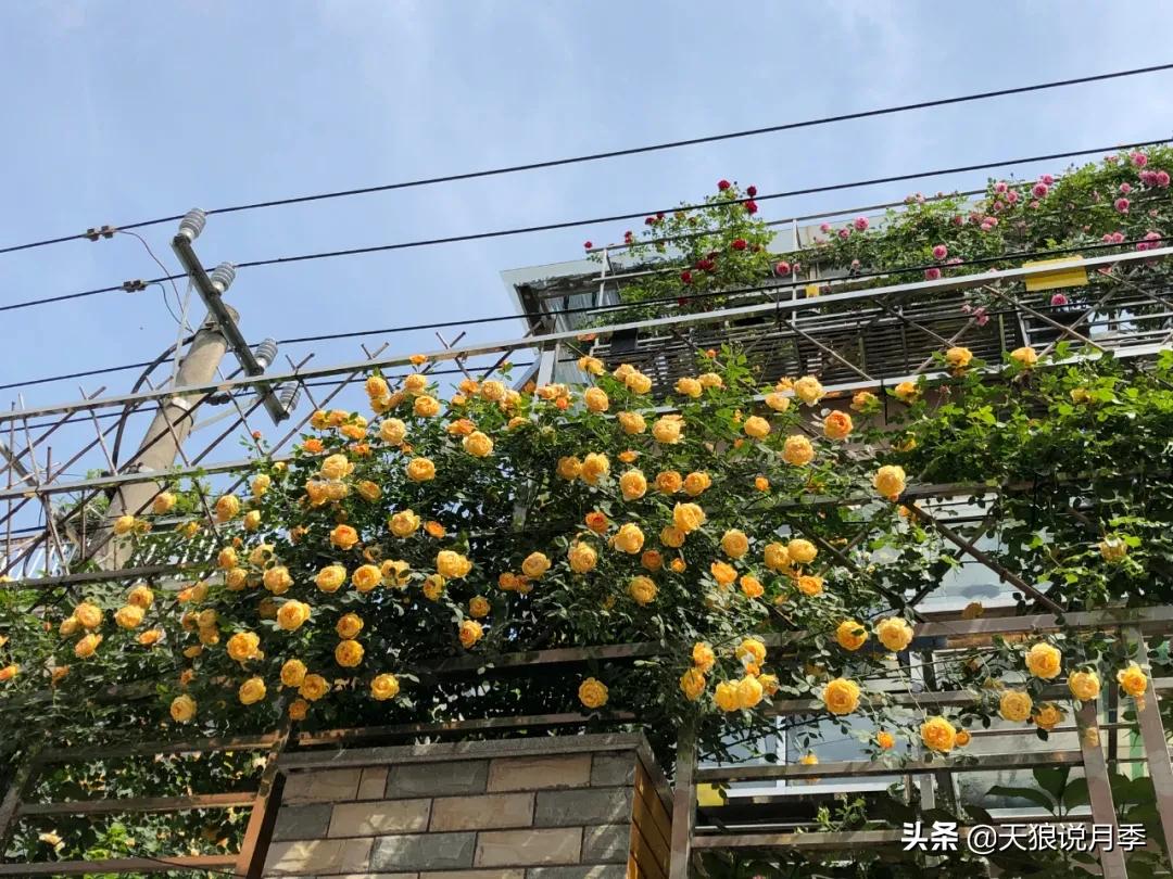 花友家的春花都开爆爆爆了，快来云赏花！（上）