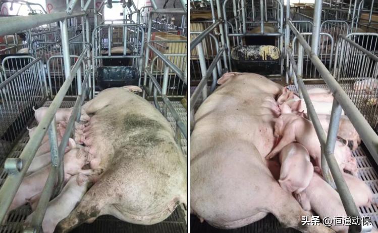 如果您的猪场有仔猪突然死亡，请您一定要认真看