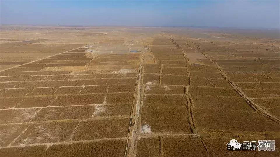 甘肃玉门枸杞项目,甘肃玉门的枸杞怎么样