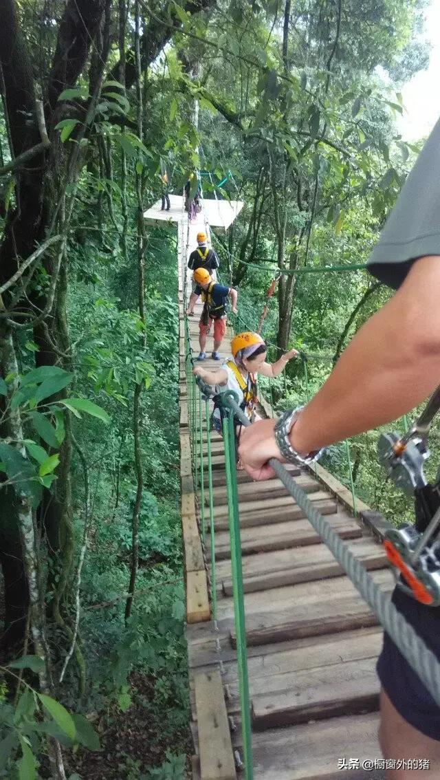 泰北玫瑰的英文,泰北玫瑰图片