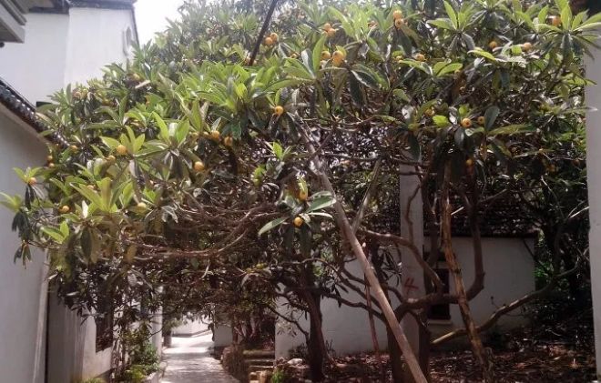 庭院栽树的讲究和忌讳,庭院种哪些树对庭院风水有利