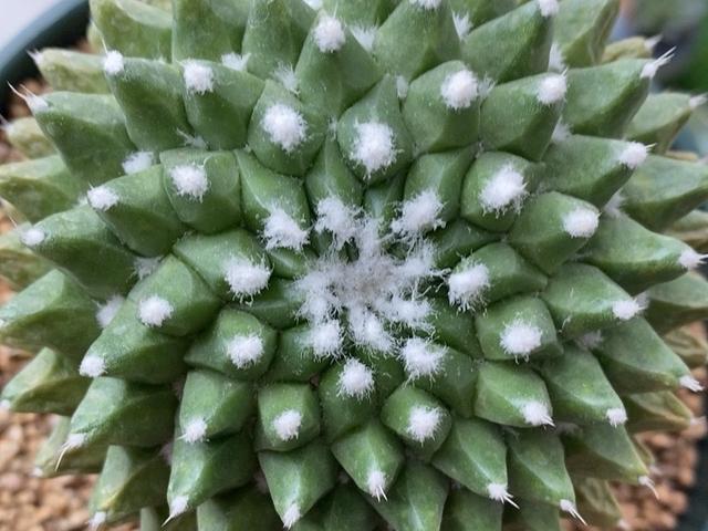 春季开花的仙人球迎春，夏季也很美，一簇簇绒毛就像雪花一样漂亮