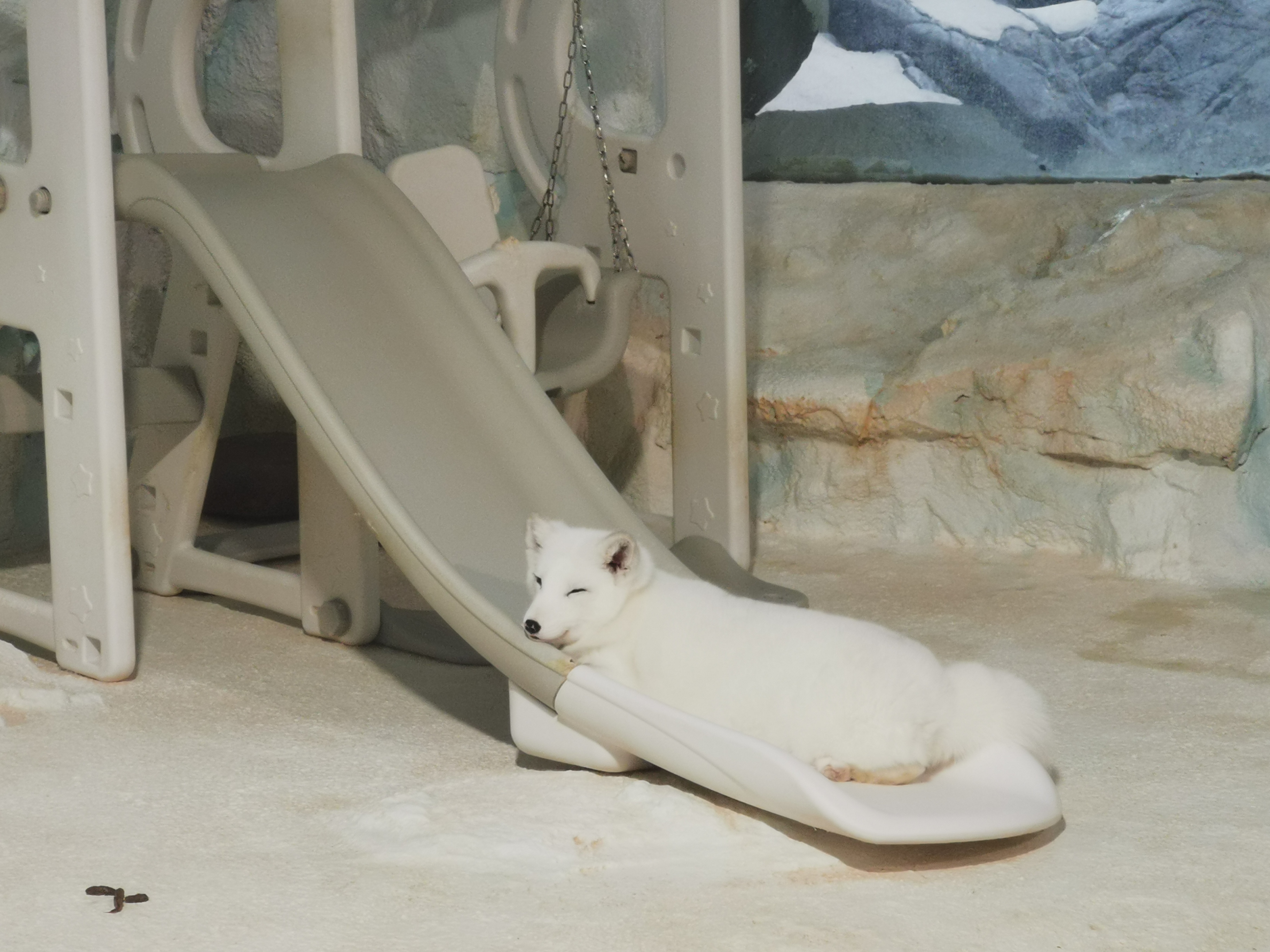 第一次去珠海长隆视频,第一次去珠海长隆怎么玩