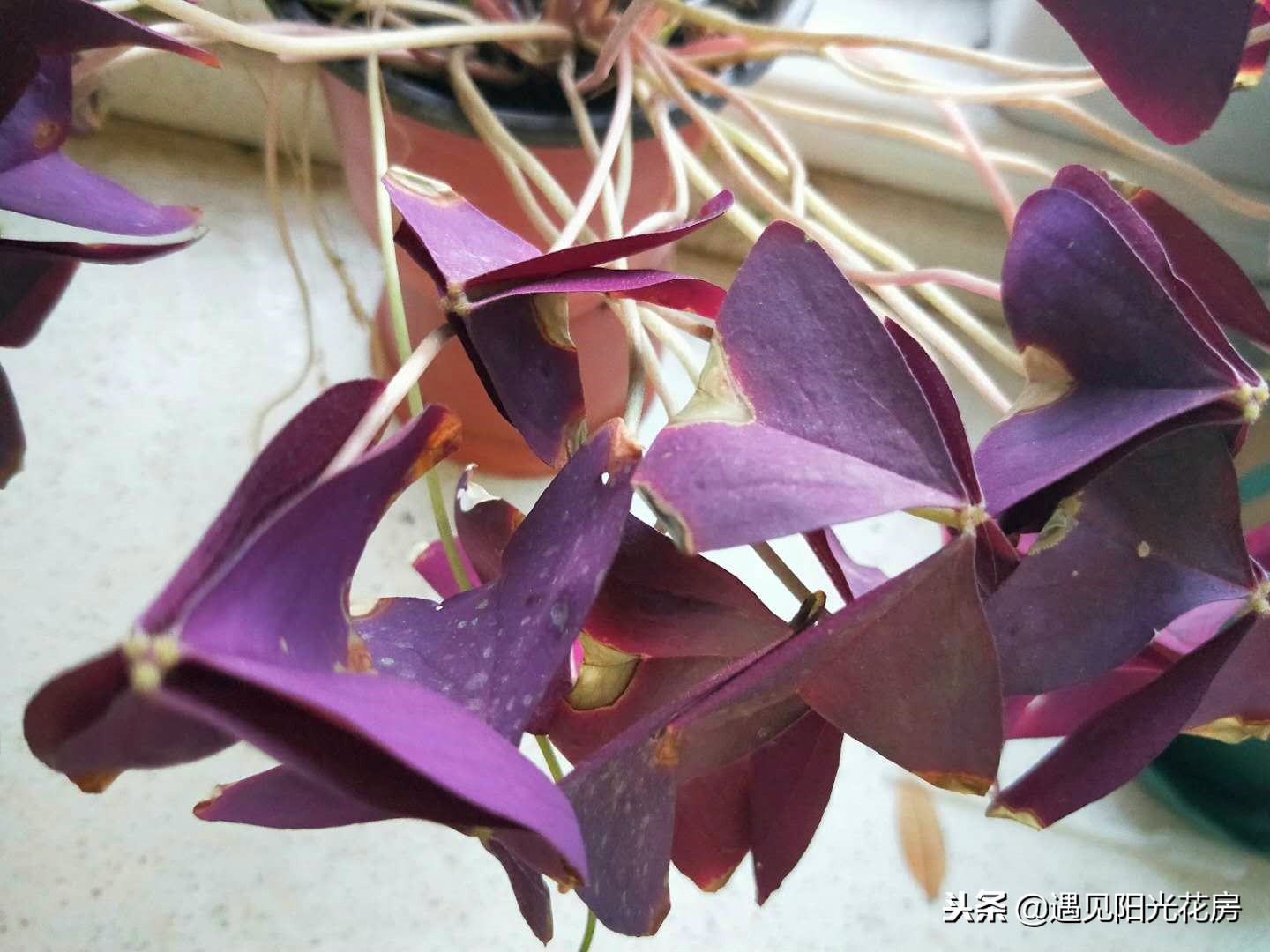 紫叶酢浆草入冬后可以晒太阳吗,紫叶酢浆草叶子发黑怎么办