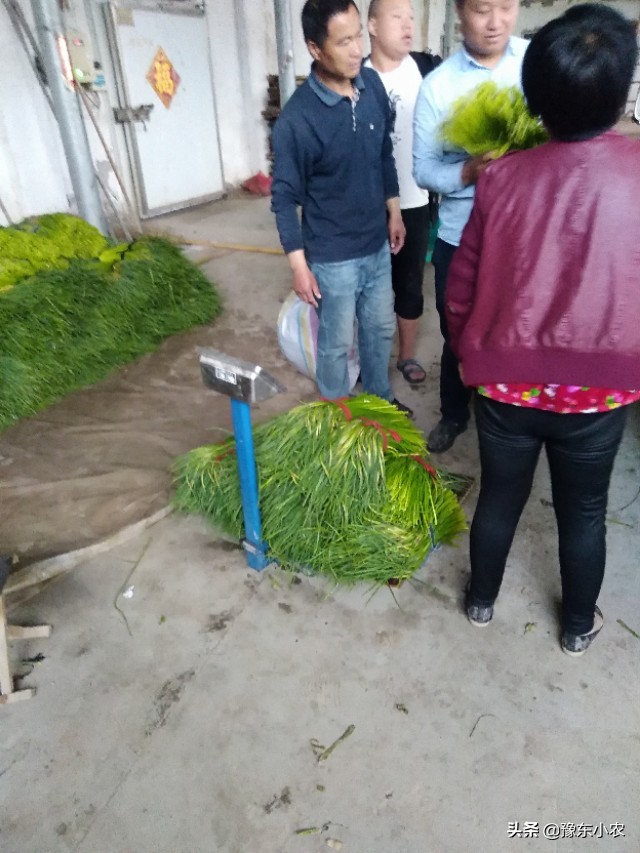 蒜苔储存冷库会不会赔钱,冷库存蒜苔有什么风险