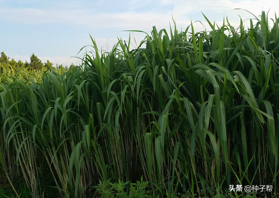 增润草种植技术,增润草在山东可以种吗