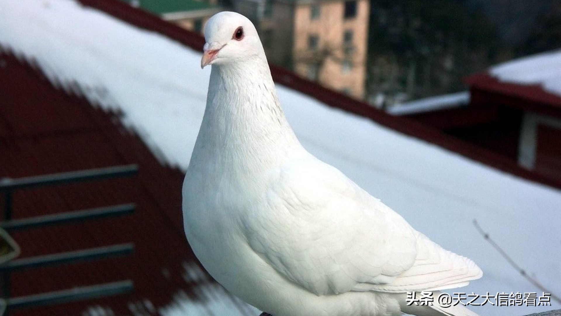 赛鸽疾病讲解视频,赛鸽中毒怎么办