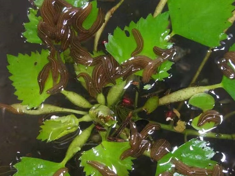 蚂蟥养殖创业,蚂蟥的养殖利润和成本