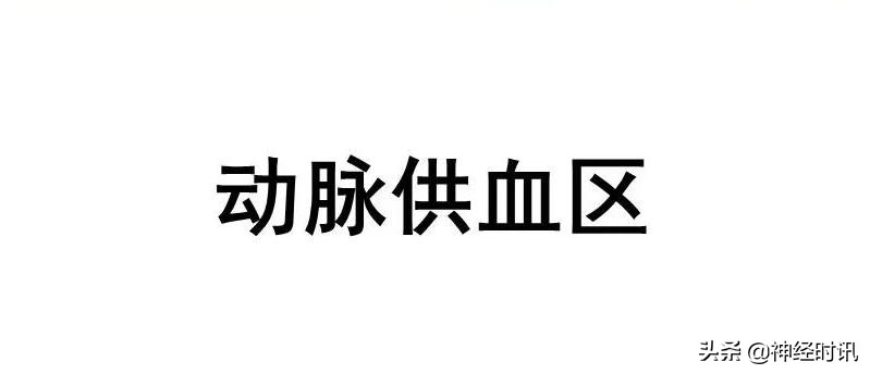 脑动脉解剖学讲解,基底节区脑血管解剖