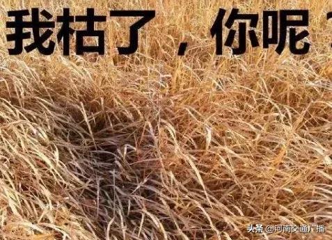 你的iPad已停用，请在25536442分钟后再尝试解锁……将近49年，哭！