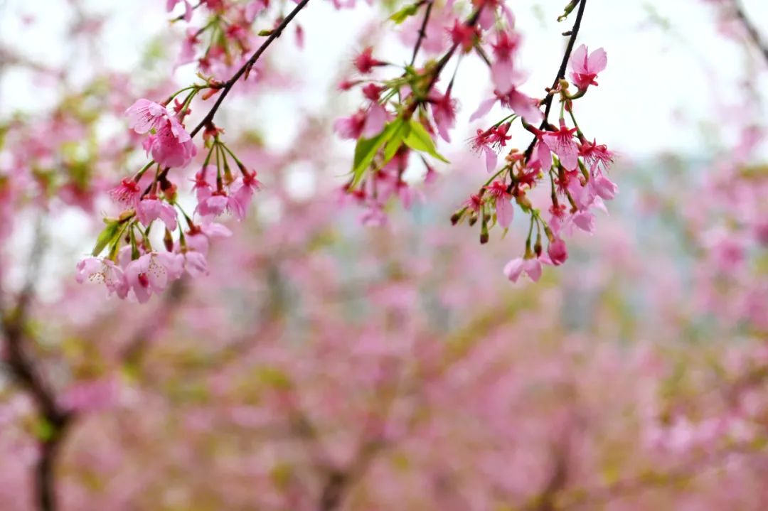 油菜花樱花桃花最受游客关注,春天必打卡的桃花樱花海棠花胜地