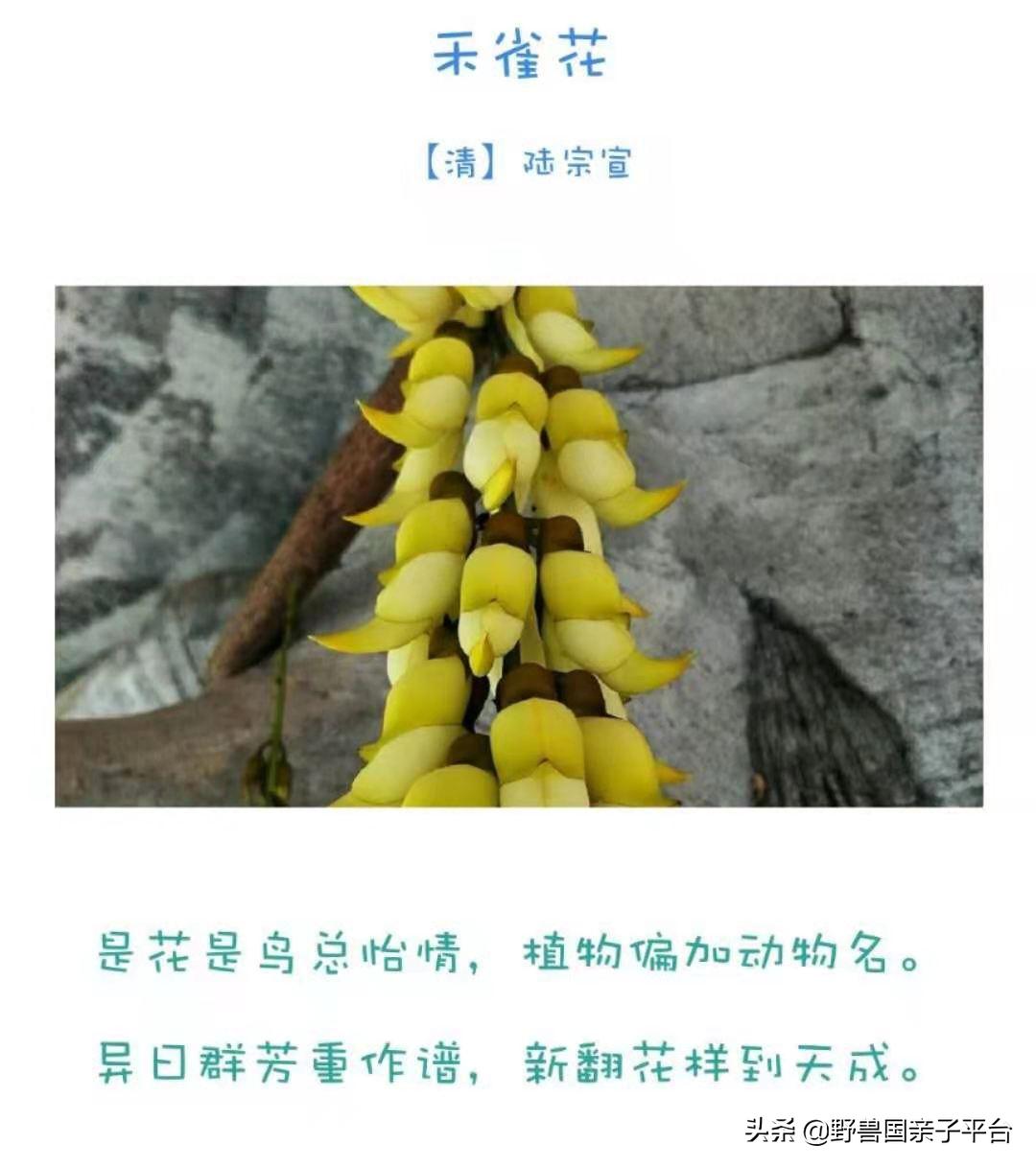 春天的花真的很美丽让人向往,春天的花也太美了