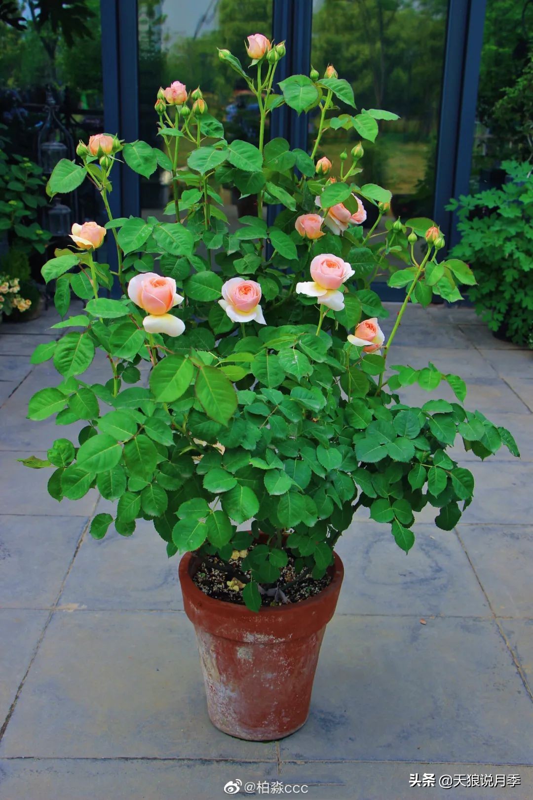 天狼说月季不长根,天狼说月季老苗修剪