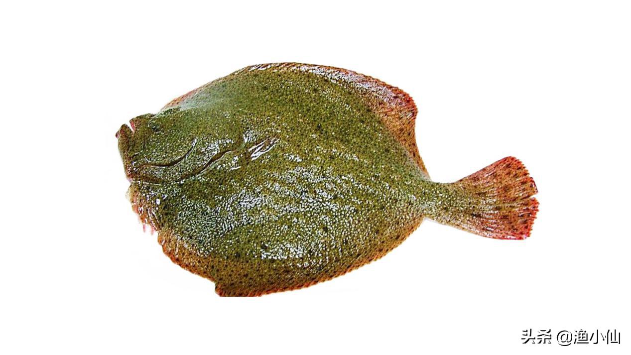 多宝鱼跟以前长的不一样,多宝鱼为啥长这个样子