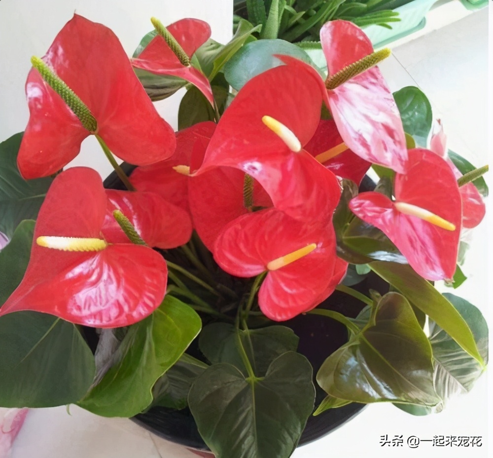 新手养花技巧大全视频,新手养花入门10则技巧