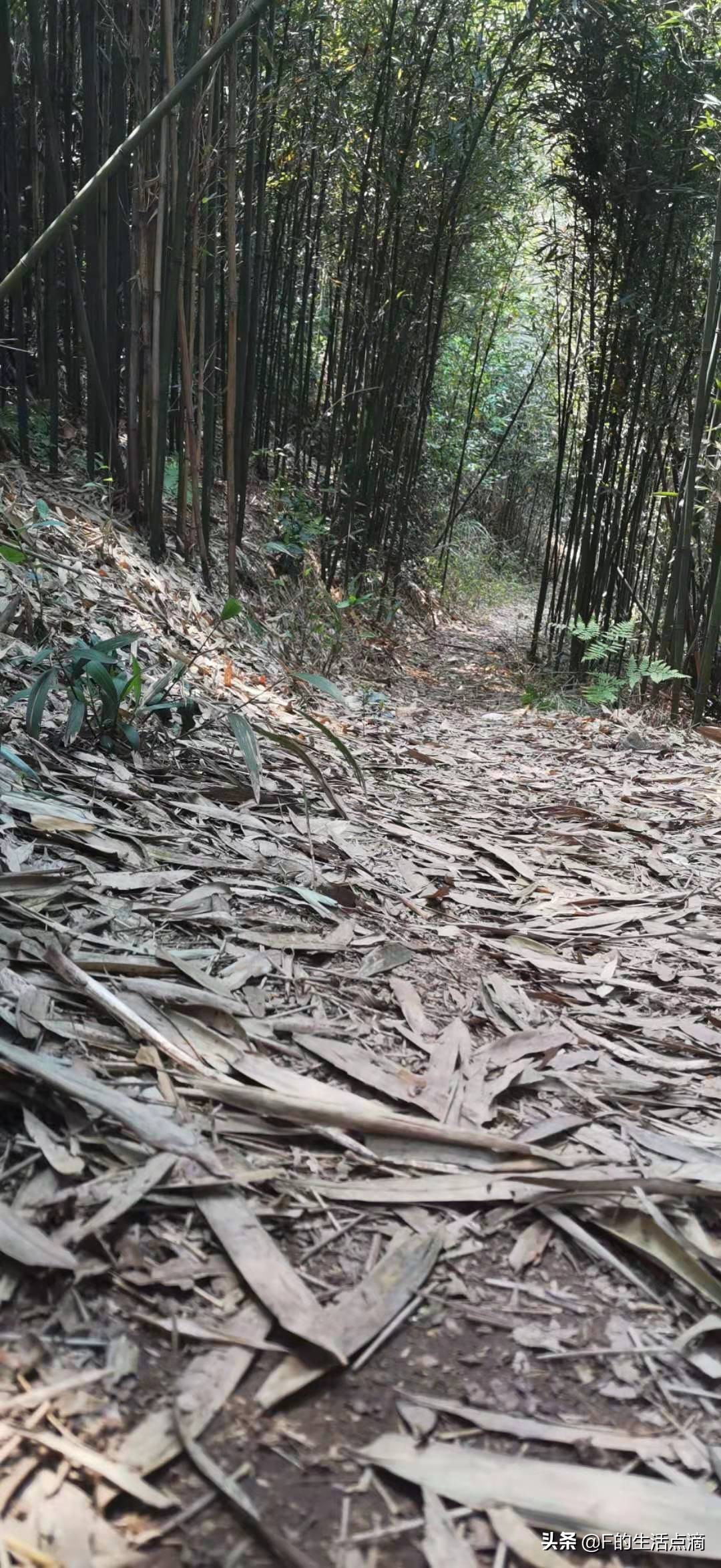 四川泸州是个什么样的地方,四川泸州环境最好的县城