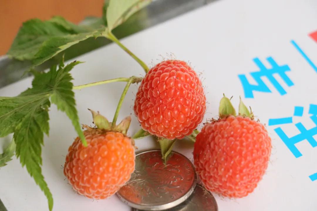 诸暨哪里树莓采摘最好,诸暨摘树莓