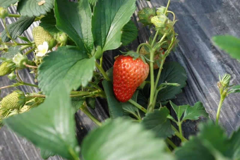 草莓定植后的管理工作,草莓进入结果后期的水肥管理