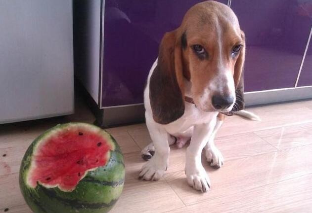 狗狗挑食怎么办教你四招轻松解决,狗狗挑食最佳治疗方法