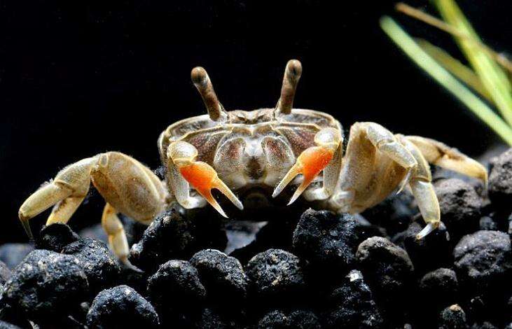 新手养鱼推荐混养品种,新手养鱼入门鱼种混养