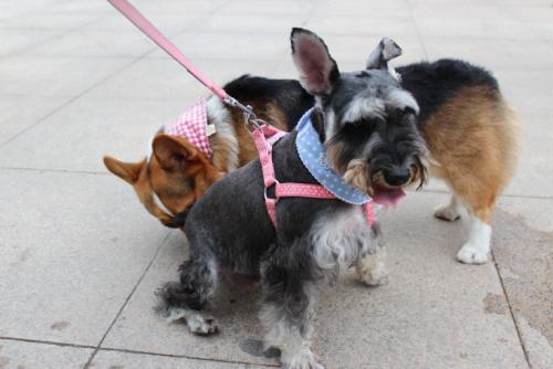 狗狗要定期挤肛门腺吗,到底有什么作用?了解下背后的秘密