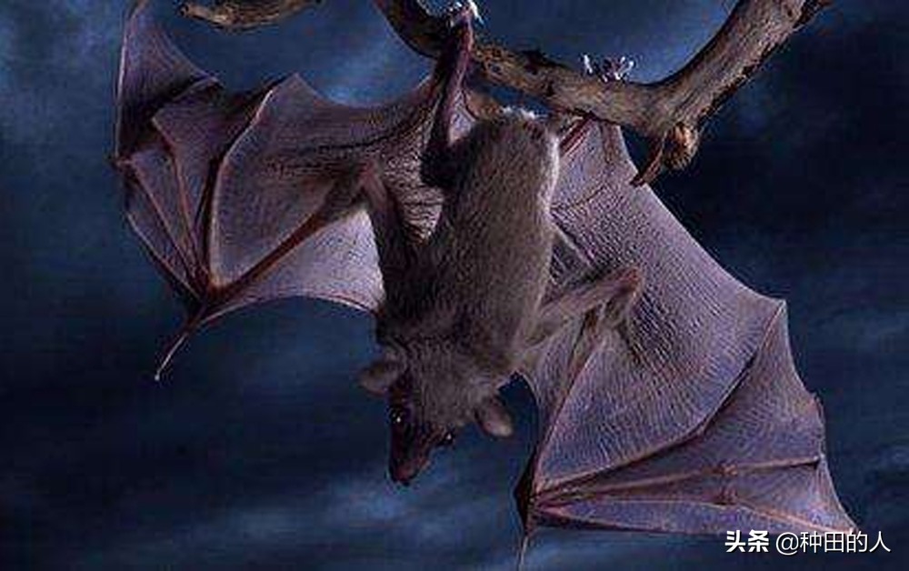 家里飞来一只蝙蝠什么意思,如果家里飞来一只蝙蝠怎么办