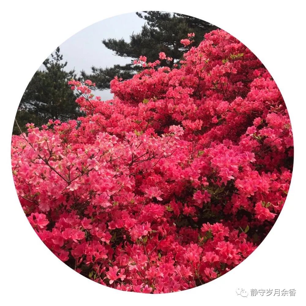 情满龟峰·诗涌花海