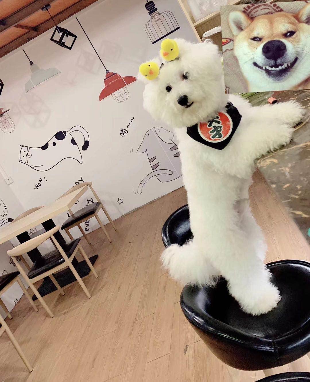 寻狗启事边境牧羊犬,寻狗启事希望能看到狗狗后续