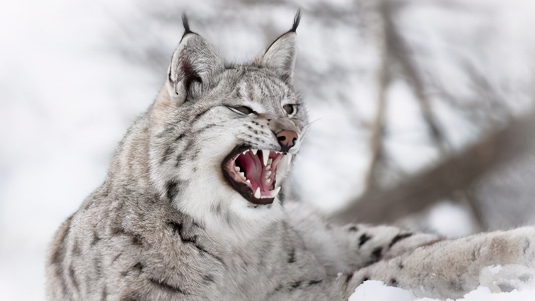 为什么猞猁是狼的天敌,为什么猞猁被称为狼的天敌