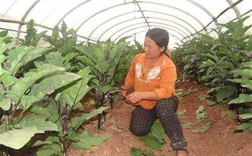 茄子种植怎么让茄子结得又大又多 (茄子怎样种植才能多结茄子)