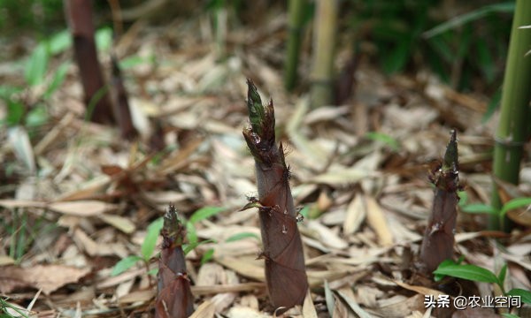 干竹笋是怎么加工而成的,竹笋怎么加工