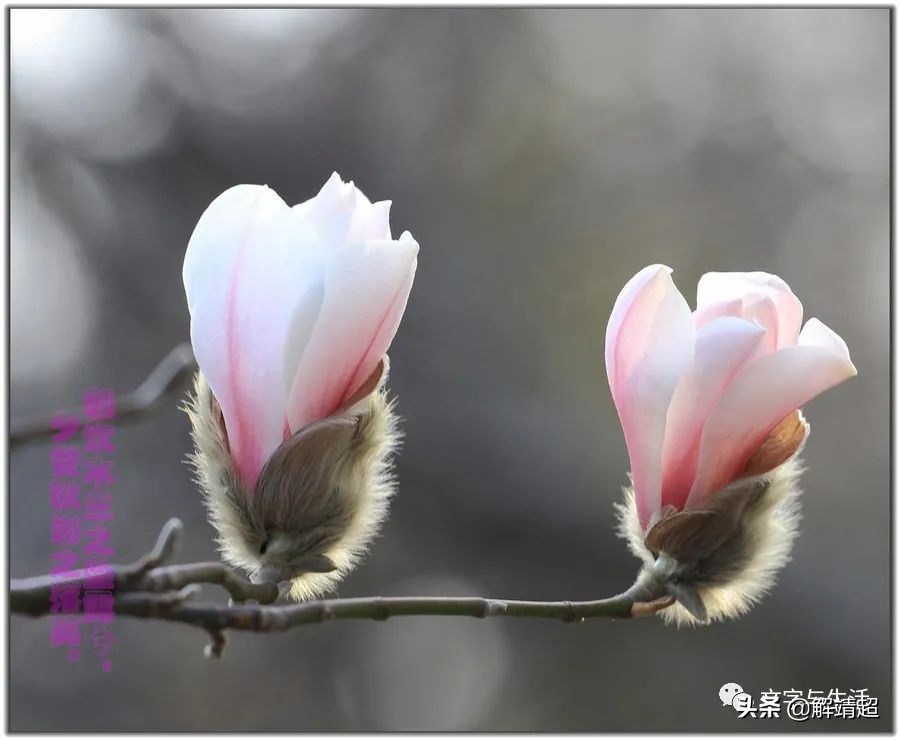 写玉兰散文,玉兰赋能