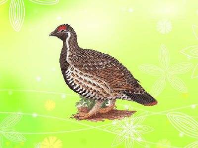 现在灭绝的物种有哪些,中国有哪些已经灭绝了的物种