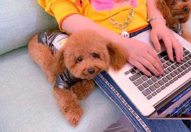 排名前十好养性格温和的狗狗,建议新手养的10种宠物狗